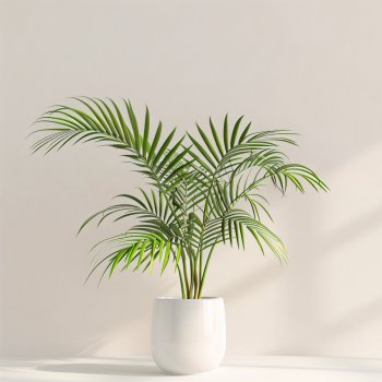 Chamaedorea elegans (Horská palma) - kont. C1L, výška 35-40 cm